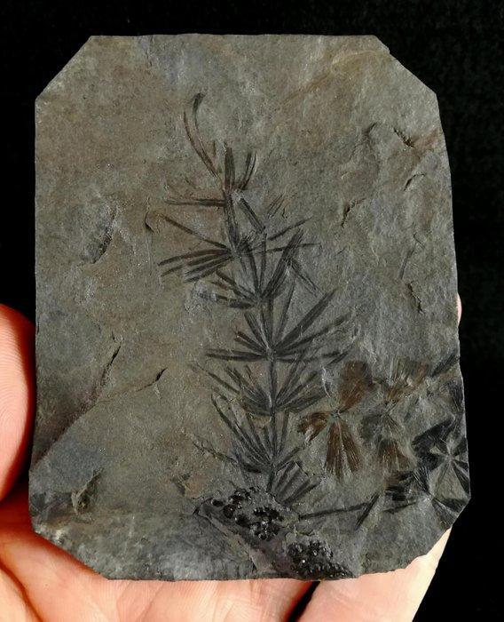 Fossiele plant met uitzonderlijk goed bewaard gebleven!! -, Verzamelen, Mineralen en Fossielen