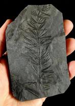 Fossiele plant met uitzonderlijk goed bewaard gebleven!! -