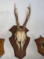 Chevreuil Support de corps entier pour taxidermie - Ree - 36, Antiek en Kunst