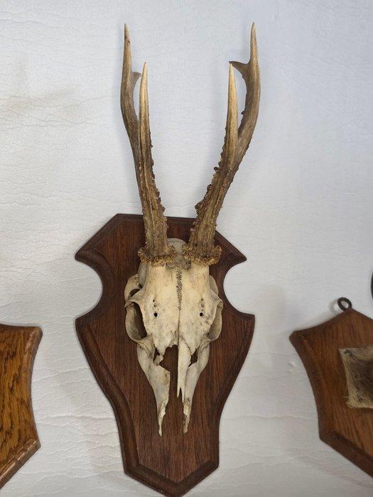 Chevreuil Support de corps entier pour taxidermie - Ree - 36, Antiek en Kunst, Curiosa en Brocante