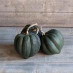 Porto Moschata pompoen zaden, Nieuw