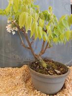 Wisteria bonsai - Hoogte (boom): 35 cm - Diepte (boom): 30