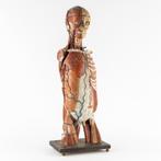 Een 19e eeuws uitzonderlijk anatomisch model van het lichaam