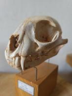 Bobcat-schedel met Balg - Lynx rufus - 14 cm - 8.5 cm - 12