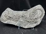 Fossiel - Fossiele matrix - Anshunsaurus - 38 cm - 20 cm, Verzamelen, Mineralen en Fossielen