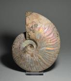 Ammoniet - Gefossiliseerde schelp - Aioloceras besairiei -, Verzamelen