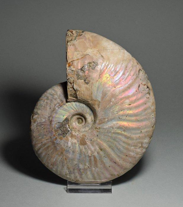 Ammoniet - Gefossiliseerde schelp - Aioloceras besairiei -, Verzamelen, Mineralen en Fossielen