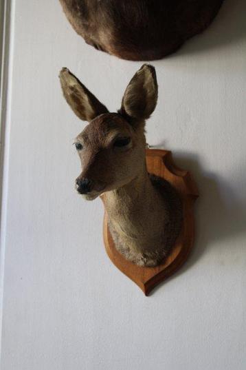 Trophée de chasse