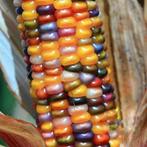 Zea Glass Gem klein Siermais grote kolven, Hobby en Vrije tijd, Nieuw