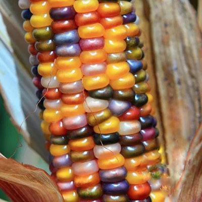 Zea Glass Gem klein Siermais grote kolven, Hobby en Vrije tijd, Knutselen, Nieuw