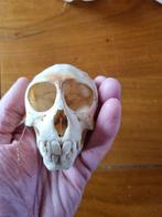 Aap Schedel - Erythrocebus patas - 8 cm - 6 cm - 13 cm-