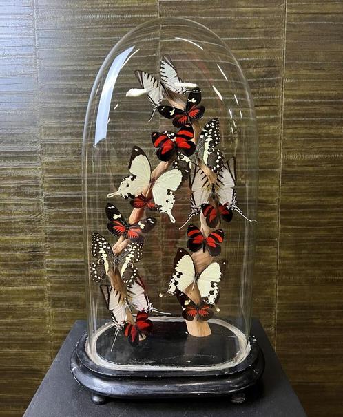 Vlinders in Stolp Taxidermie Opgezette Dieren By Max, Verzamelen, Dierenverzamelingen, Opgezet dier, Nieuw, Insect, Ophalen of Verzenden
