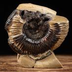 Zeldzaam fossielfragment - Een klein wonder van de natuur -, Nieuw