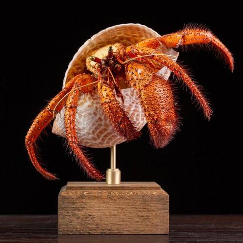 Maritieme curiositeiten van Wunderkammer Taxidermie, Verzamelen, Dierenverzamelingen