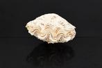 Verzamelaarsschelp Taxidermie wandmontage - GEM  Tridacna, Nieuw