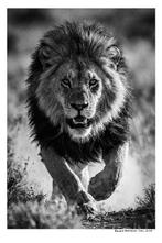 Arnold Mariashin - Lion - XL - No reserve