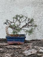 Bonsai Euphorbia Spinosa - Hoogte (boom): 18 cm - Diepte