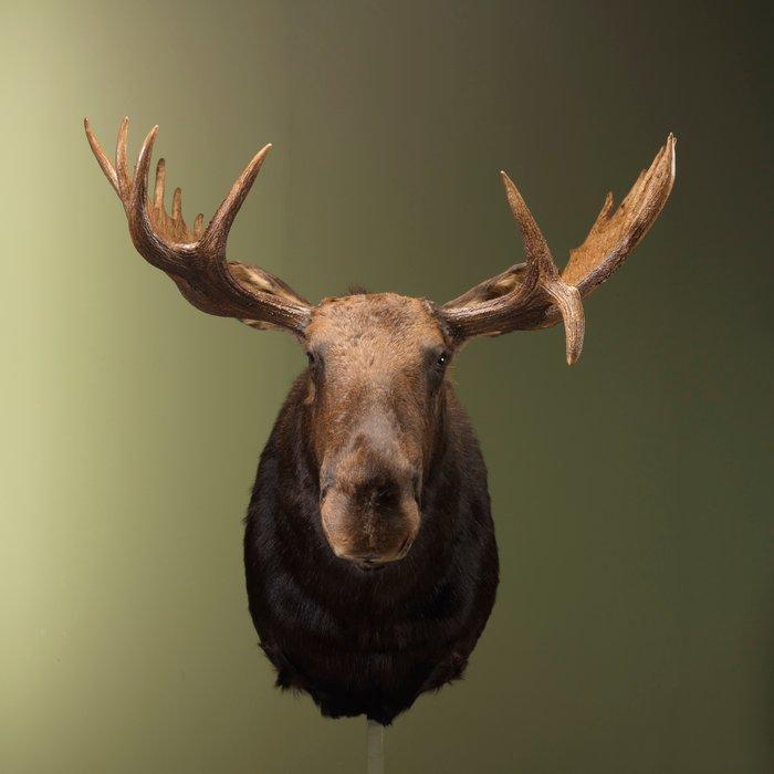 Eland Taxidermie volledige montage - Alces alces - 129 cm -, Verzamelen, Dierenverzamelingen