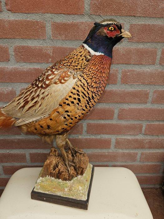 Ringnek Fazant Taxidermie volledige montage - Phasianus, Verzamelen, Dierenverzamelingen