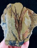 Mysterieus primitief kroondiertje!!! – uiterst zeldzaam -