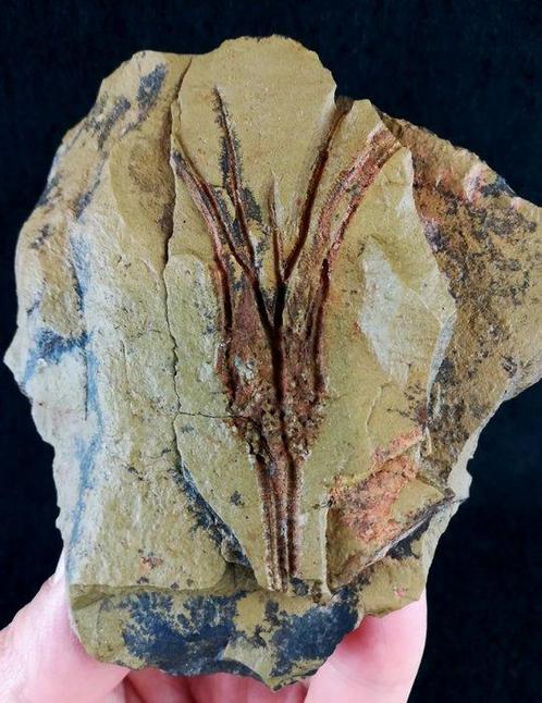 Mysterieus primitief kroondiertje!!! – uiterst zeldzaam -, Verzamelen, Mineralen en Fossielen