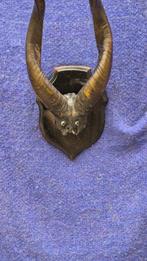 Bongo Taxidermie wandmontage - Tragelaphus eurycerus -, Nieuw