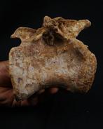 Uitzonderlijke wervel van Spinosaurus - Fossiel wervelbot -, Verzamelen