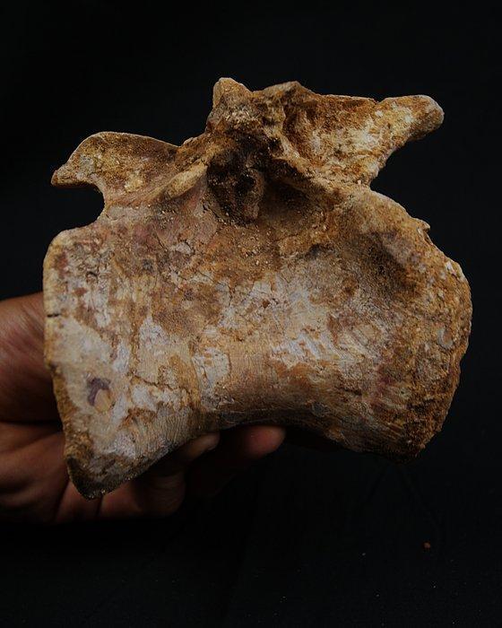Uitzonderlijke wervel van Spinosaurus - Fossiel wervelbot -, Verzamelen, Mineralen en Fossielen