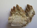 Walvis - Fossiele tand - Basilosaurus - 6.8 cm