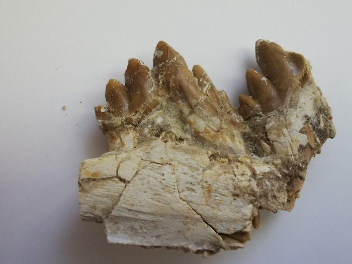 Walvis - Fossiele tand - Basilosaurus - 6.8 cm, Verzamelen, Mineralen en Fossielen