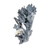 Koraal Koraal - Heliopora coerulea  27x19x16cm  RIESE