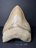 Grote witte megalodon - Fossiele tand - 13.9 cm - 10.2 cm, Verzamelen, Mineralen en Fossielen