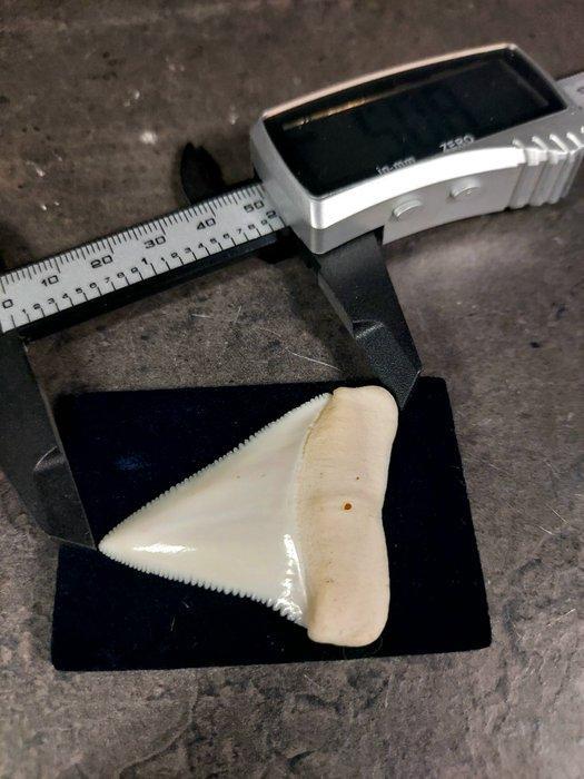 Witte haai Taxidermie volledige montage - Carcharodon, Verzamelen, Dierenverzamelingen