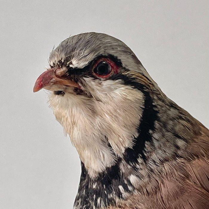 Rode Patrijs Taxidermie volledige montage - Alectoris Rufa -, Verzamelen, Dierenverzamelingen