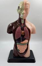 Modèle d’éducation/de démonstration - Plastique - 1990-2000