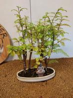 Kustmammoetboom bonsai (Sequoia) - Hoogte (boom): 36 cm -