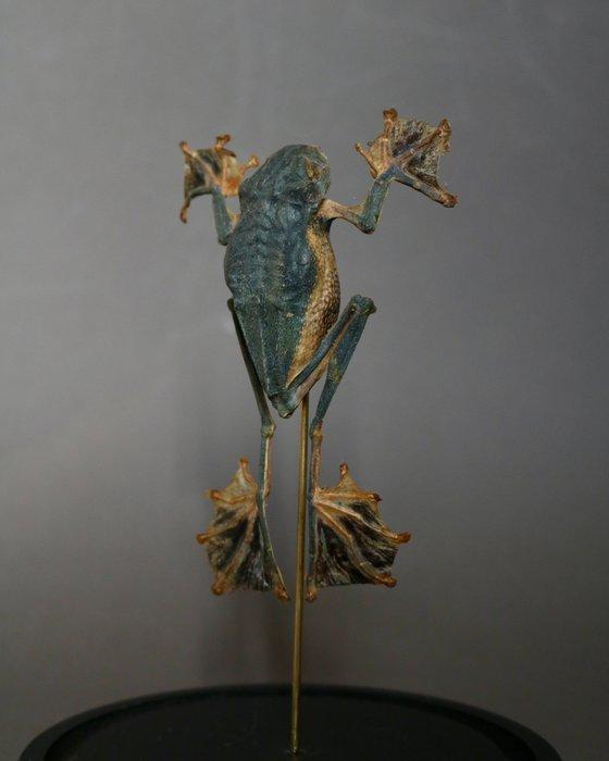 Kikker Taxidermie volledige montage - Racophorus reinwardtii, Antiek en Kunst, Curiosa en Brocante