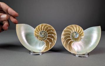 Nautile segmenté à chambre Coquillage marin - Nautilus beschikbaar voor biedingen