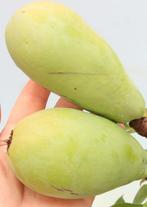 Bonsaï Pseudocydonia (kweepeer) - Hauteur (arbre) : 27 cm -