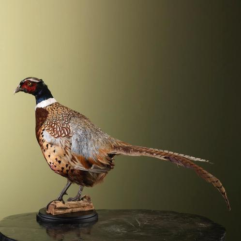 Fazant Taxidermie Opgezette Dieren By Max, Verzamelen, Dierenverzamelingen, Opgezet dier, Nieuw, Vogel, Ophalen of Verzenden
