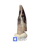 Tyrannosaurus-dino tand - Nanotyrannus-premaxillaire tand