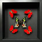 Vlinder Taxidermie volledige montage - Kaléidoscope 5, Verzamelen, Nieuw