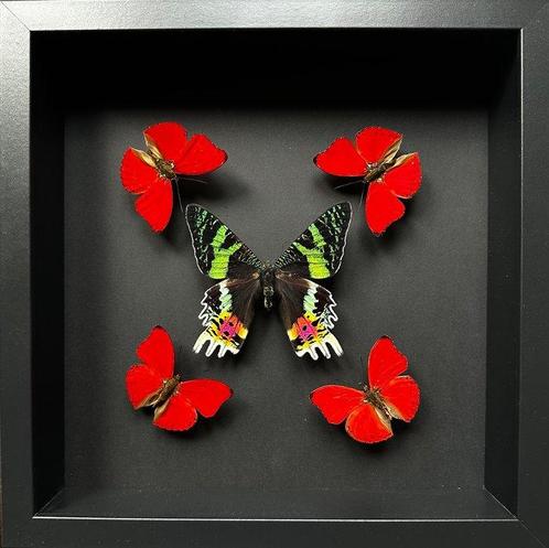 Vlinder Taxidermie volledige montage - Kaléidoscope 5, Verzamelen, Dierenverzamelingen