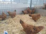legkippen sierkippen kippen ruimste keuze van Vlaanderen, Dieren en Toebehoren, Pluimvee | Toebehoren, Nieuw, Overige typen, Ophalen