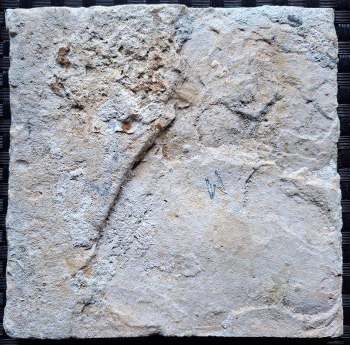 Carreau - Ancien carreau ornemental, dit carreau sgraffité., Antiquités & Art, Antiquités | Verre & Cristal