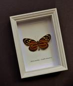 Vlinder Taxidermie volledige montage - Heliconiidea - 22.5, Verzamelen, Nieuw