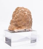 ***Verzamelobject*** fijne Kugelhupfkoralle Taxidermie, Collections