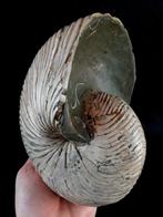 Uitstekend Nautilus!!! – indrukwekkende kleuren -