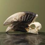 Witpootneushoornvogel M Schedel, Ophalen of Verzenden, Nieuw, Vogel, Opgezet dier