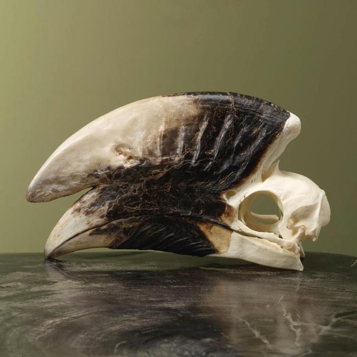 Witpootneushoornvogel M Schedel, Verzamelen, Dierenverzamelingen, Opgezet dier, Nieuw, Vogel, Ophalen of Verzenden